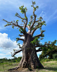 Baobab en poudre