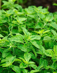 Bio Oregano